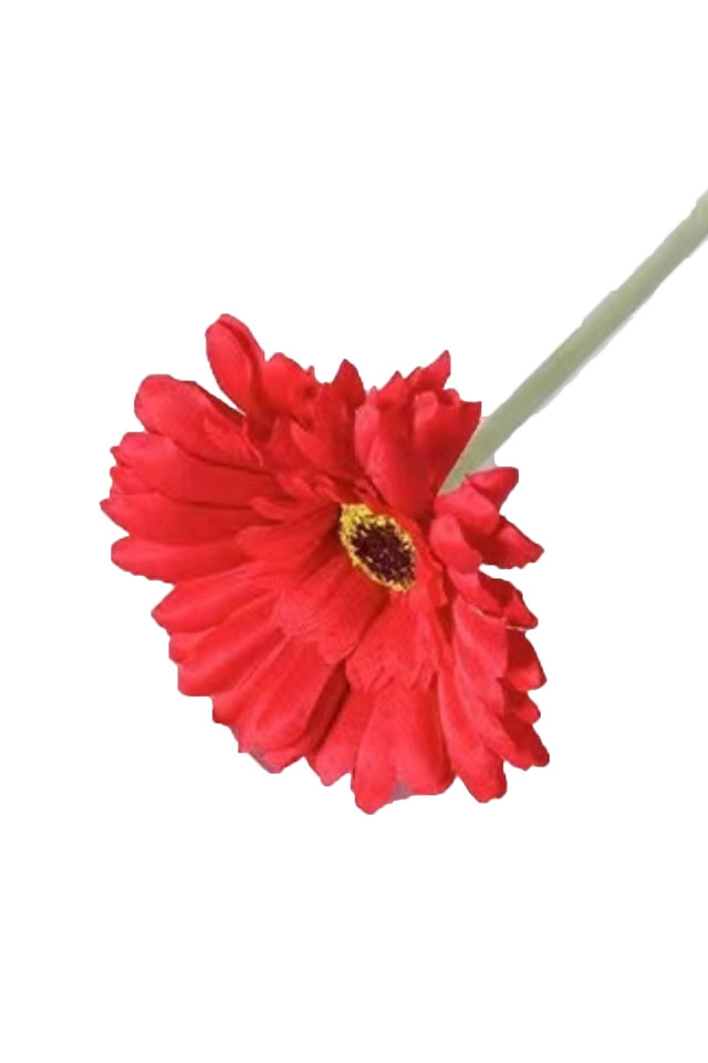 AMAZON AMAZONS GERBERA GERBERAS 27" 27"S ARTIFICIAL ARTIFICIALS FLOWER FLOWERS SINGLE SINGLES STEM STEMS