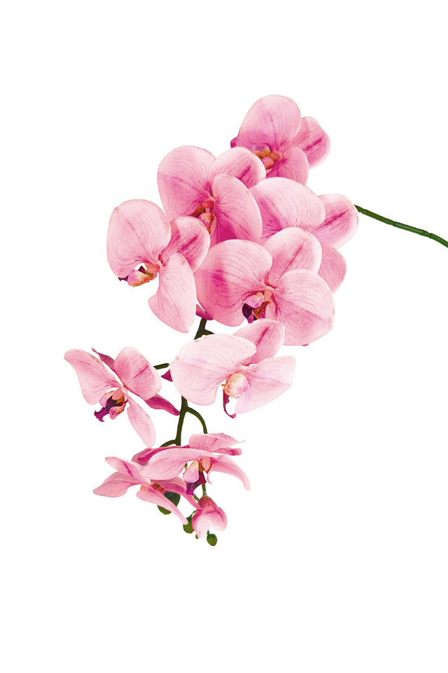 PHALAENOPSIS PHALAENOPSI PHALAENOPSES PHALAENOPSE ORDCHID ORDCHIDS HEADS HEAD BUDS BUD 115CM 115CMS ARTIFICIAL ARTIFICIALS FLOWERS FLOWER ORIENTAL ORIENTALS REAL REALS TOUCH TOUCHES ORCHID ORCHIDS